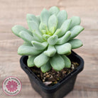 Pachyphytum Bubble Gum