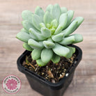 Pachyphytum Bubble Gum