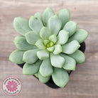 Pachyphytum Bubble Gum