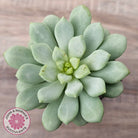 Pachyphytum Bubble Gum