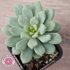 Pachyphytum Bubble Gum