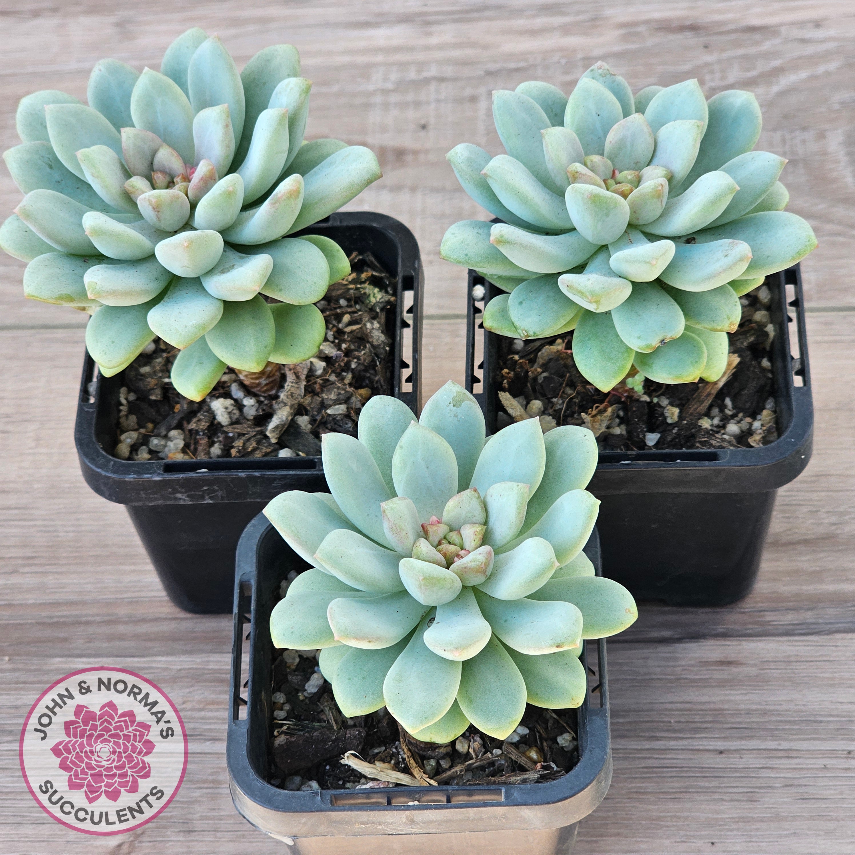 sugar gum succulents Buy Pachyphytum Bubble Gum Australia