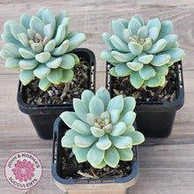 Load image into Gallery viewer, Pachyphytum Bubble Gum

