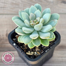 Load image into Gallery viewer, Pachyphytum Bubble Gum
