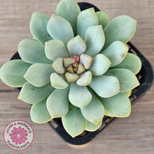 Load image into Gallery viewer, Pachyphytum Bubble Gum
