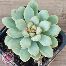 Load image into Gallery viewer, Pachyphytum Bubble Gum
