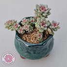 Pachyphytum Bubble Gum