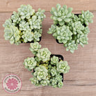Pachyphytum Bubble Gum - Multi