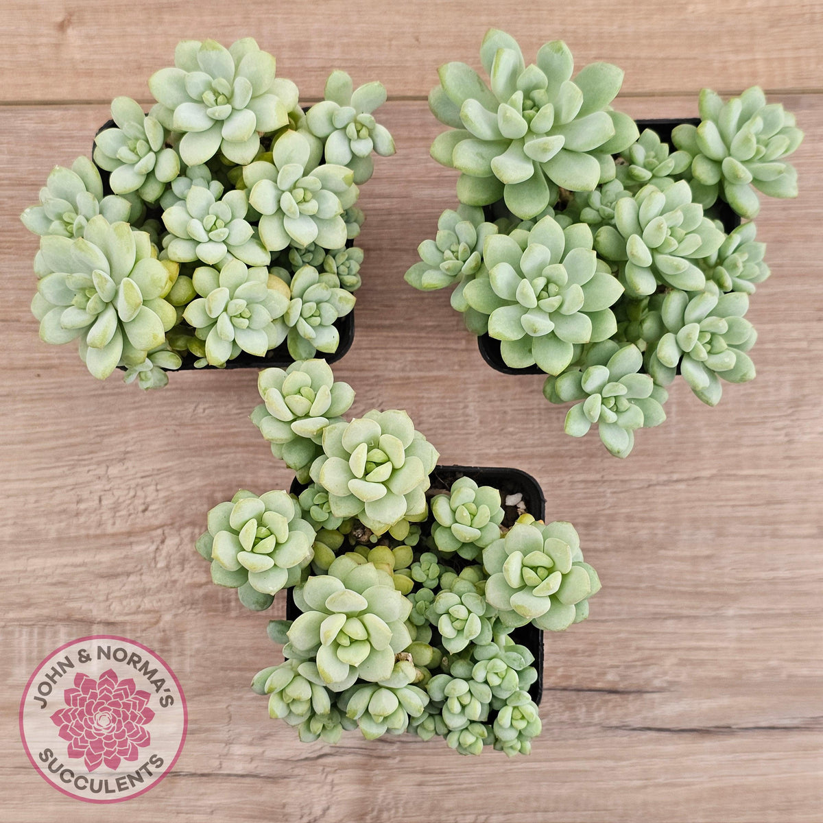Pachyphytum Bubble Gum - Multi