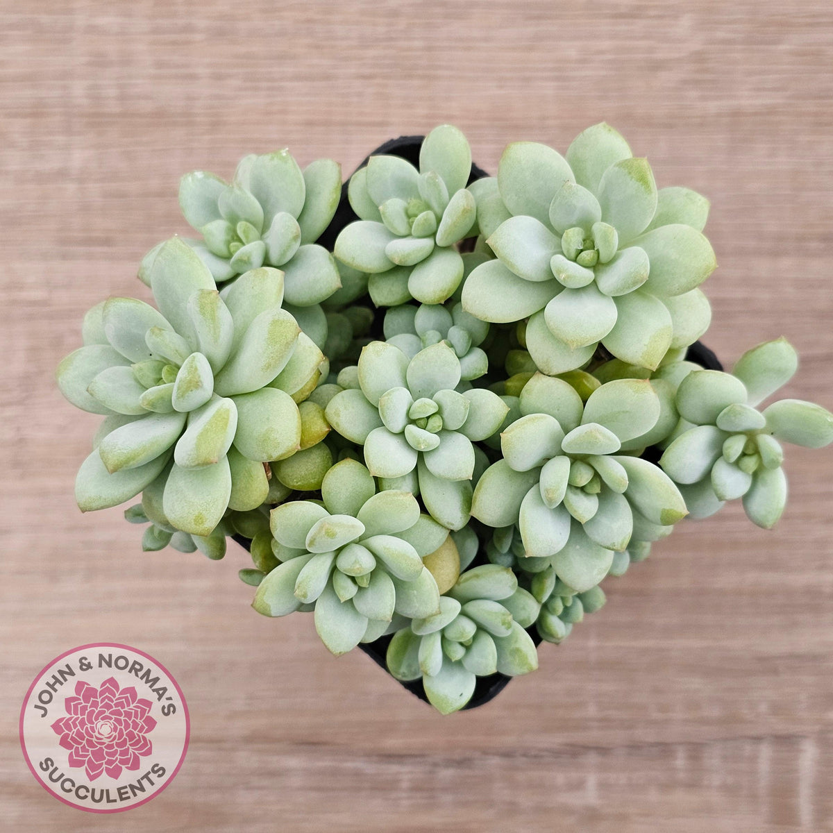 Pachyphytum Bubble Gum - Multi