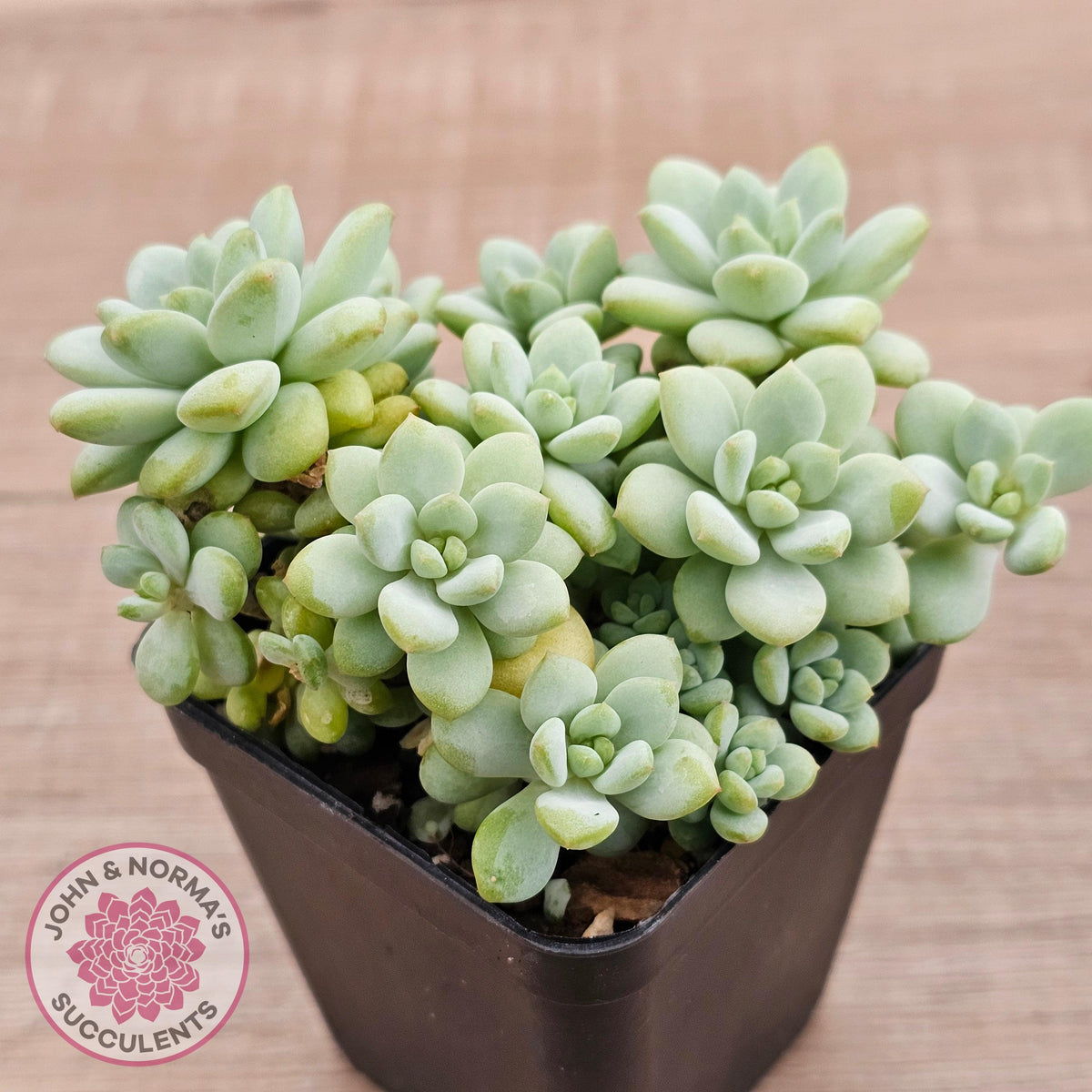 Pachyphytum Bubble Gum - Multi