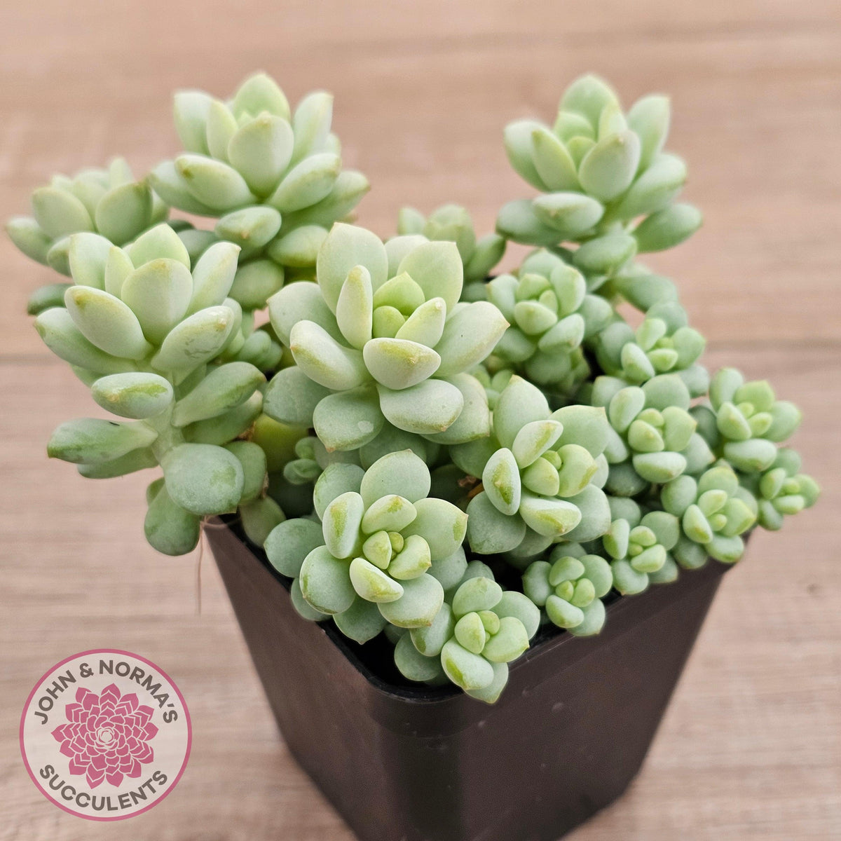 Pachyphytum Bubble Gum - Multi
