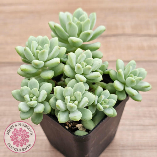 Pachyphytum Bubble Gum - Multi - John & Norma's Succulents Australia