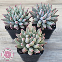 Load image into Gallery viewer, Pachyphytum 'Cherry'
