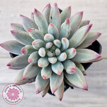 Load image into Gallery viewer, Pachyphytum 'Cherry'
