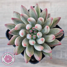 Load image into Gallery viewer, Pachyphytum 'Cherry'
