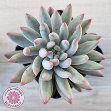 Load image into Gallery viewer, Pachyphytum 'Cherry'
