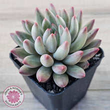 Load image into Gallery viewer, Pachyphytum 'Cherry'
