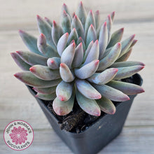 Load image into Gallery viewer, Pachyphytum 'Cherry'

