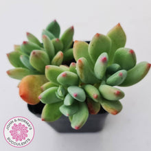 Load image into Gallery viewer, Pachyphytum &#39;Dr Cornelius&#39; - John &amp; Norma&#39;s Succulents Australia
