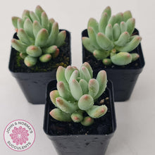 Load image into Gallery viewer, Pachyphytum &#39;Dr Cornelius&#39; - John &amp; Norma&#39;s Succulents Australia
