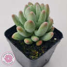 Pachyphytum 'Dr Cornelius'