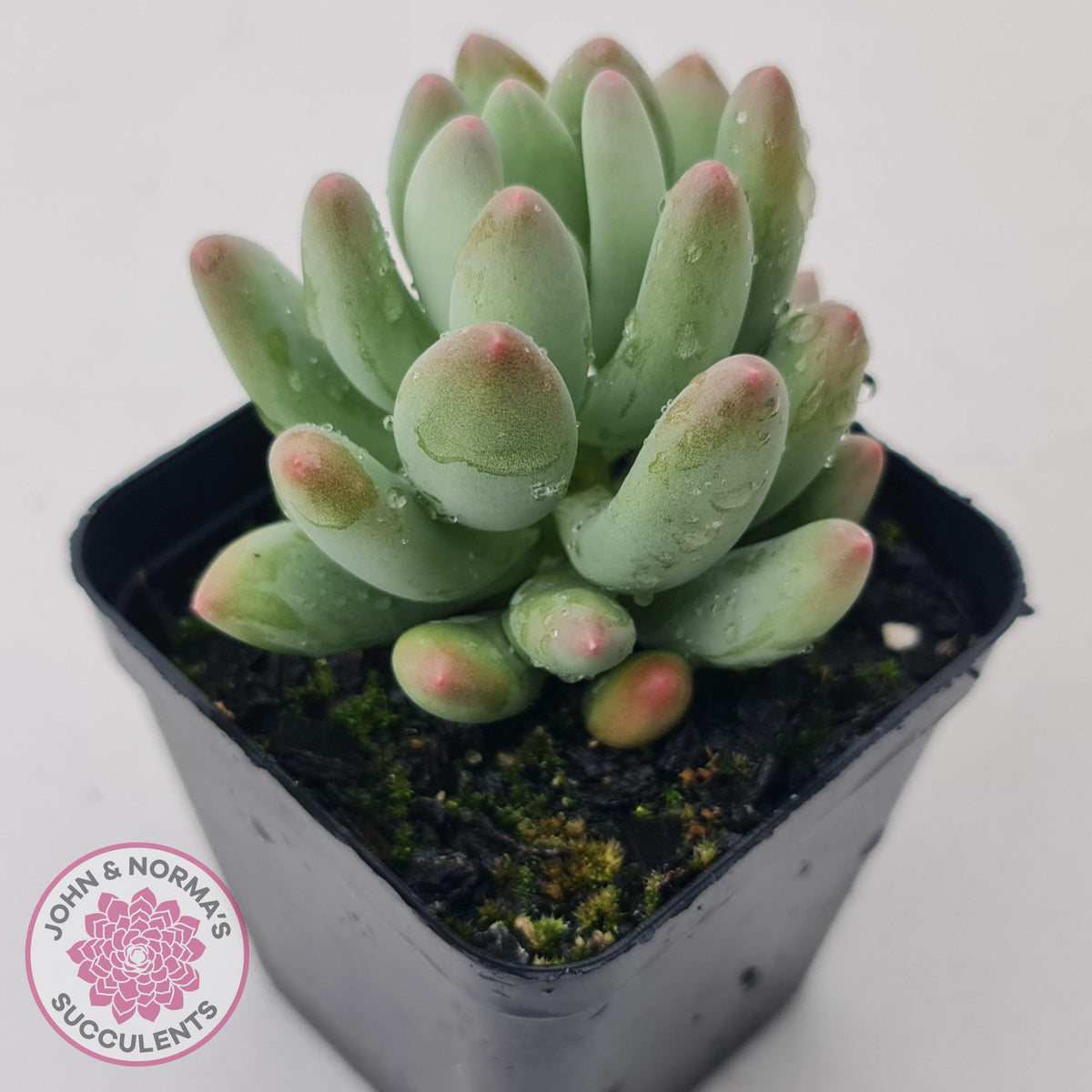Pachyphytum 'Dr Cornelius'