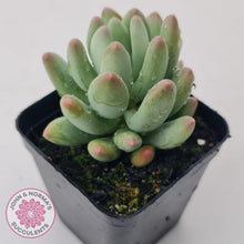 Load image into Gallery viewer, Pachyphytum &#39;Dr Cornelius&#39; - John &amp; Norma&#39;s Succulents Australia
