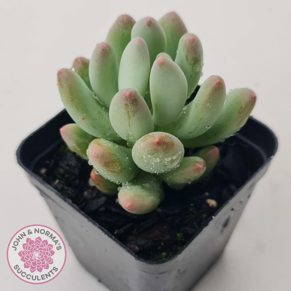 Pachyphytum 'Dr Cornelius'