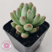 Load image into Gallery viewer, Pachyphytum &#39;Dr Cornelius&#39; - John &amp; Norma&#39;s Succulents Australia
