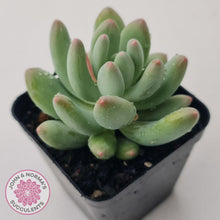 Load image into Gallery viewer, Pachyphytum &#39;Dr Cornelius&#39; - John &amp; Norma&#39;s Succulents Australia
