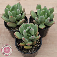 Load image into Gallery viewer, Pachyphytum 'Dr Cornelius'
