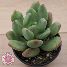 Load image into Gallery viewer, Pachyphytum 'Dr Cornelius'
