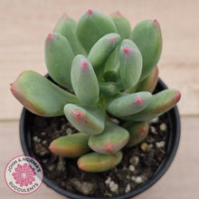 Load image into Gallery viewer, Pachyphytum 'Dr Cornelius'
