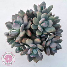 Load image into Gallery viewer, Pachyphytum garciae &#39;Green Apple&#39;
