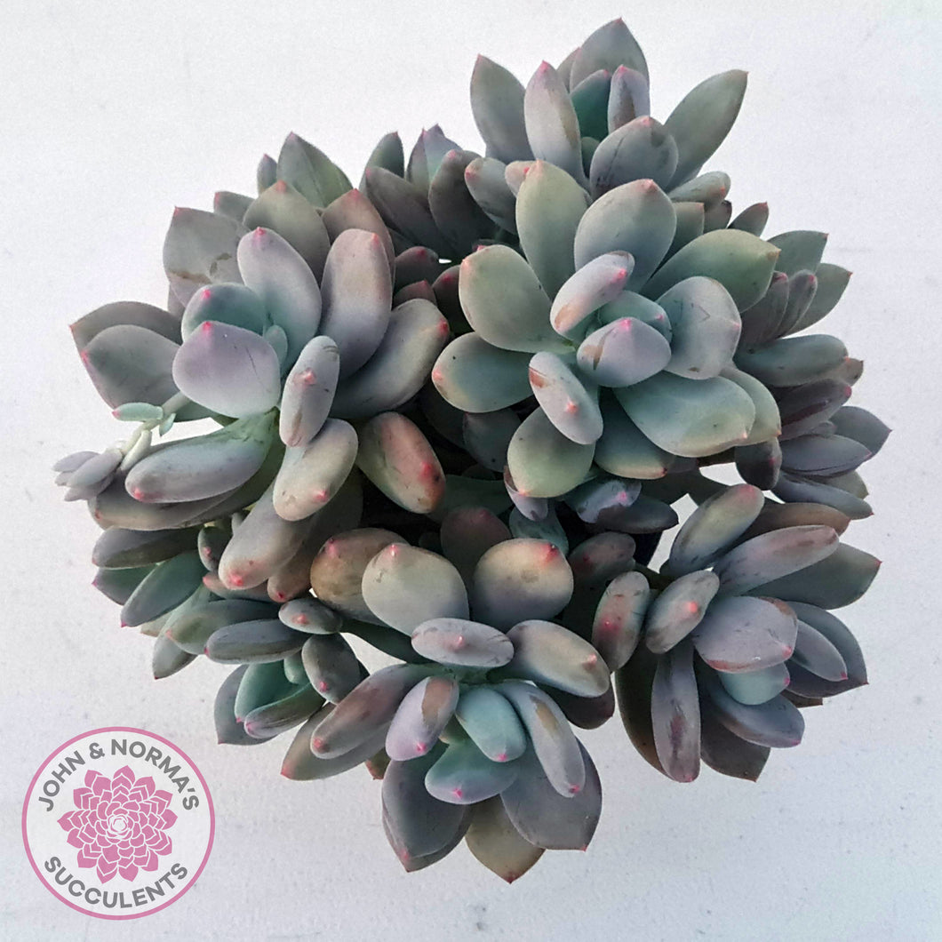 Pachyphytum garciae 'Green Apple'