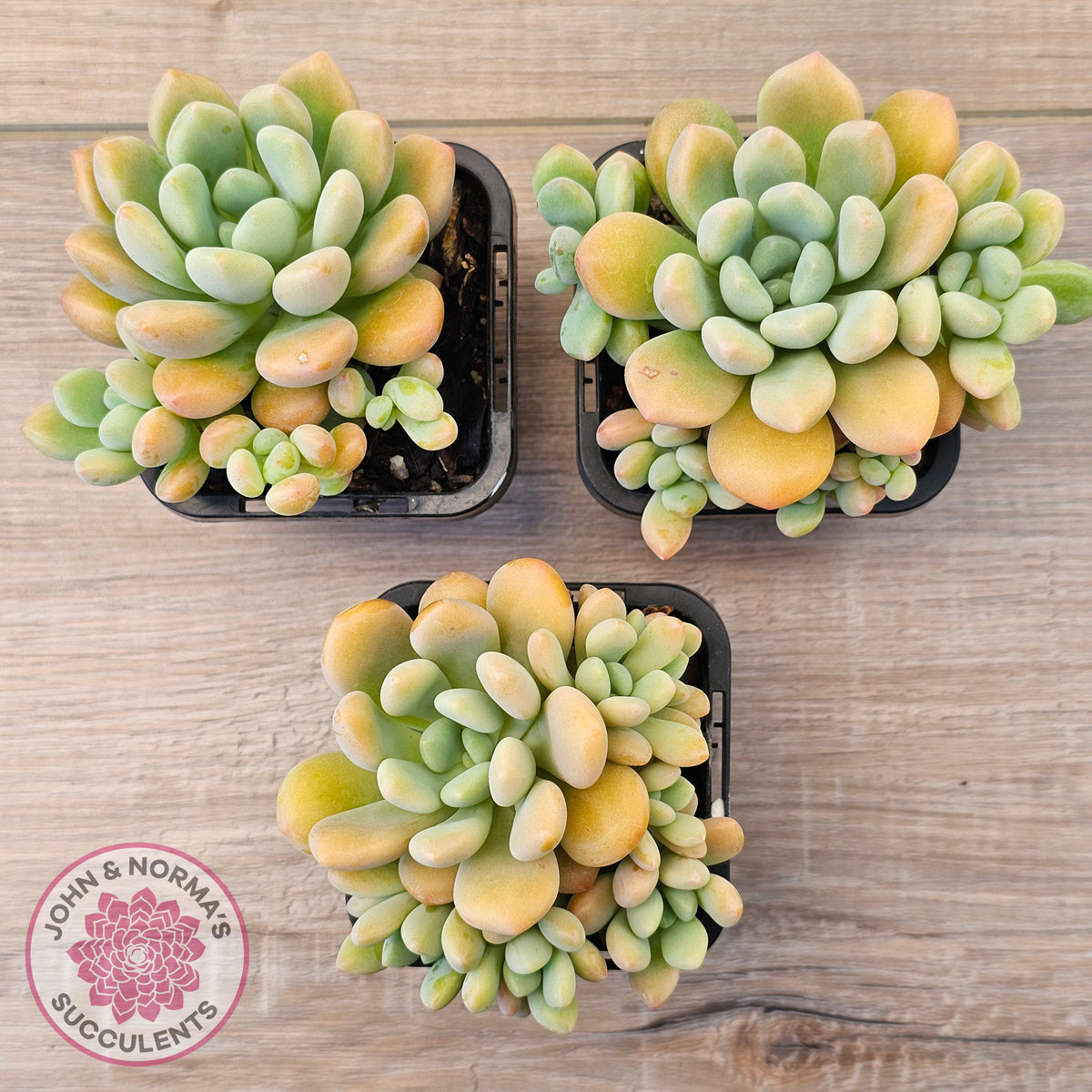 Pachyphytum 'Omega'