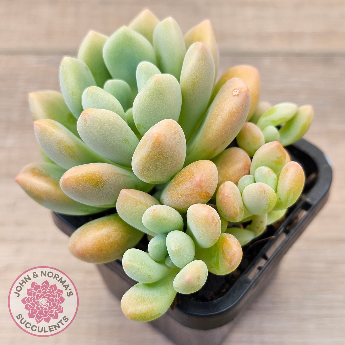 Pachyphytum 'Omega'