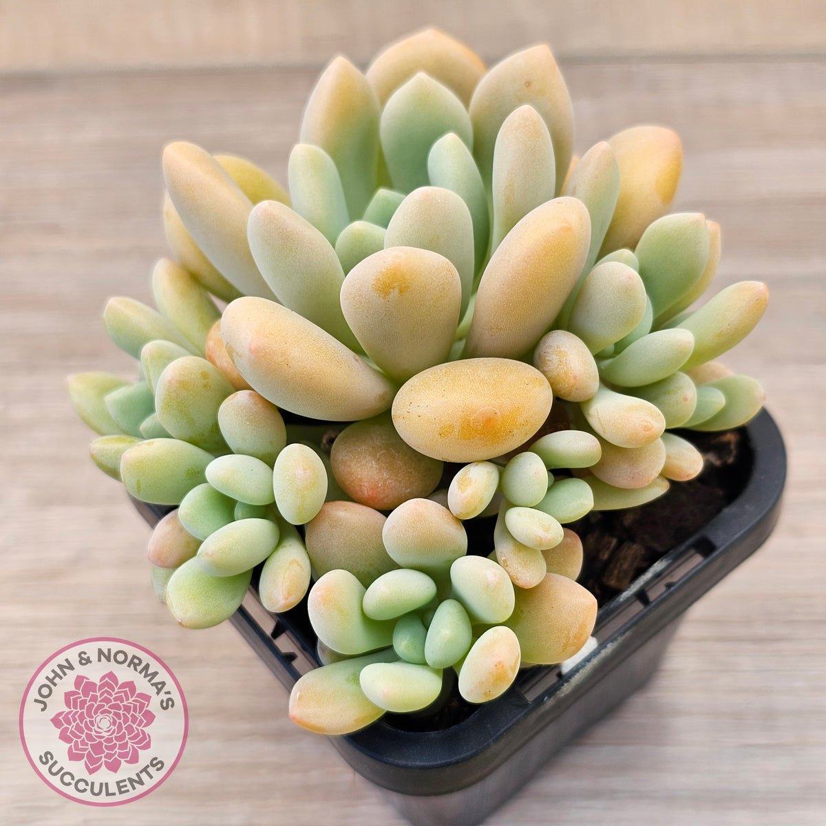 Pachyphytum 'Omega'