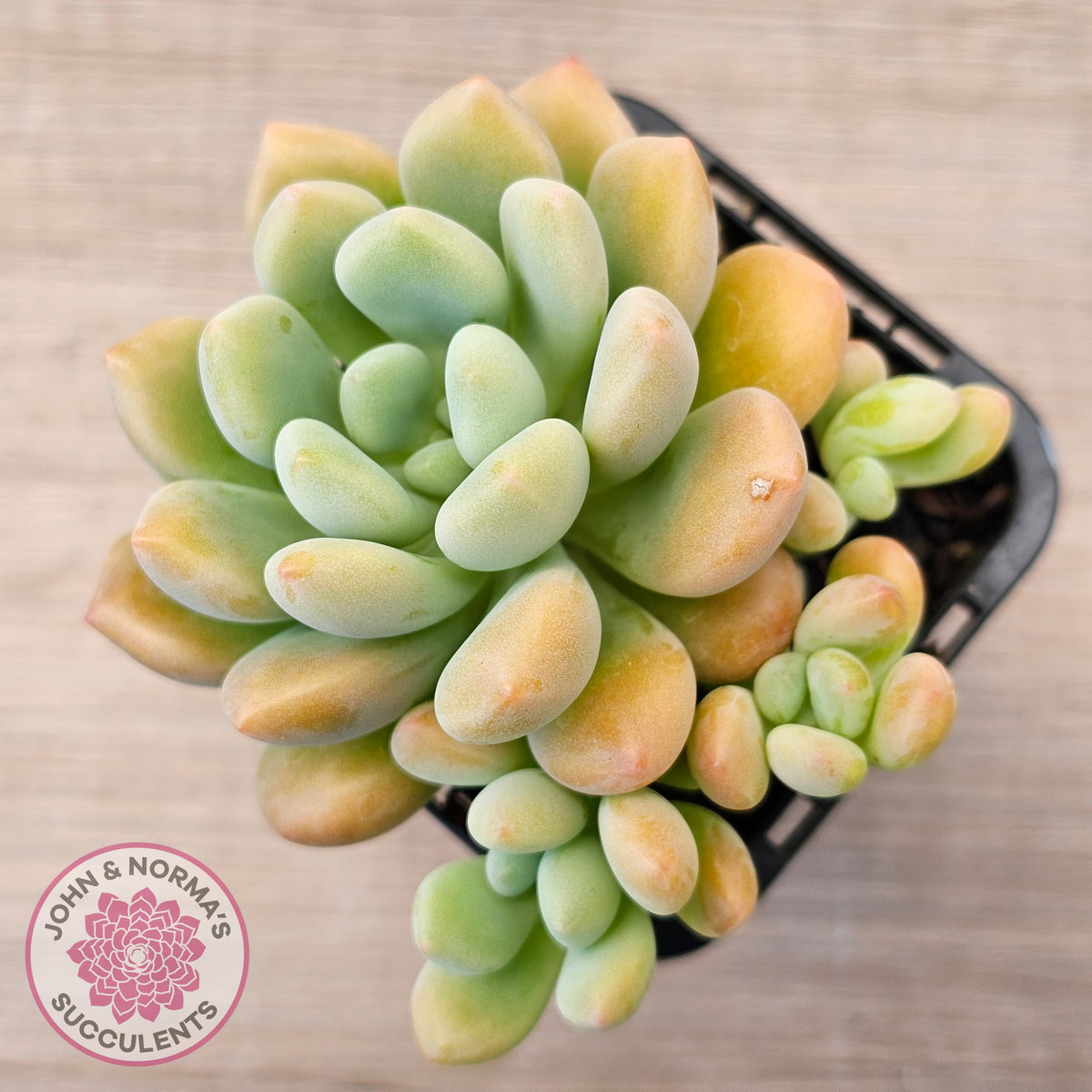 Pachyphytum 'Omega'