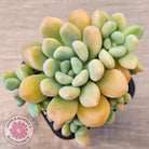 Pachyphytum 'Omega'