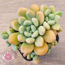 Load image into Gallery viewer, Pachyphytum &#39;Omega&#39;
