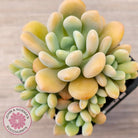 Pachyphytum 'Omega'