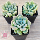 Pachyphytum 'Omega'