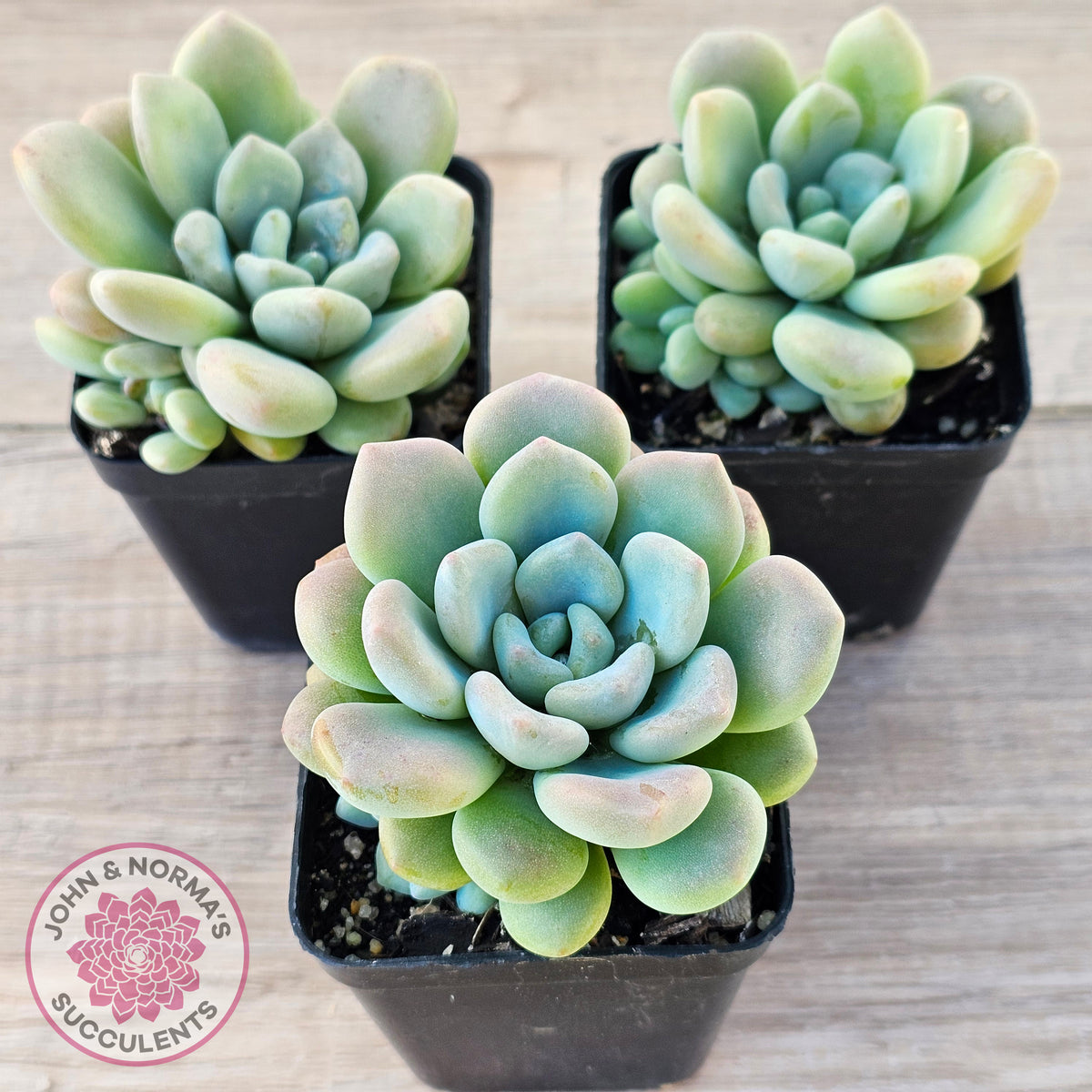 Pachyphytum 'Omega'
