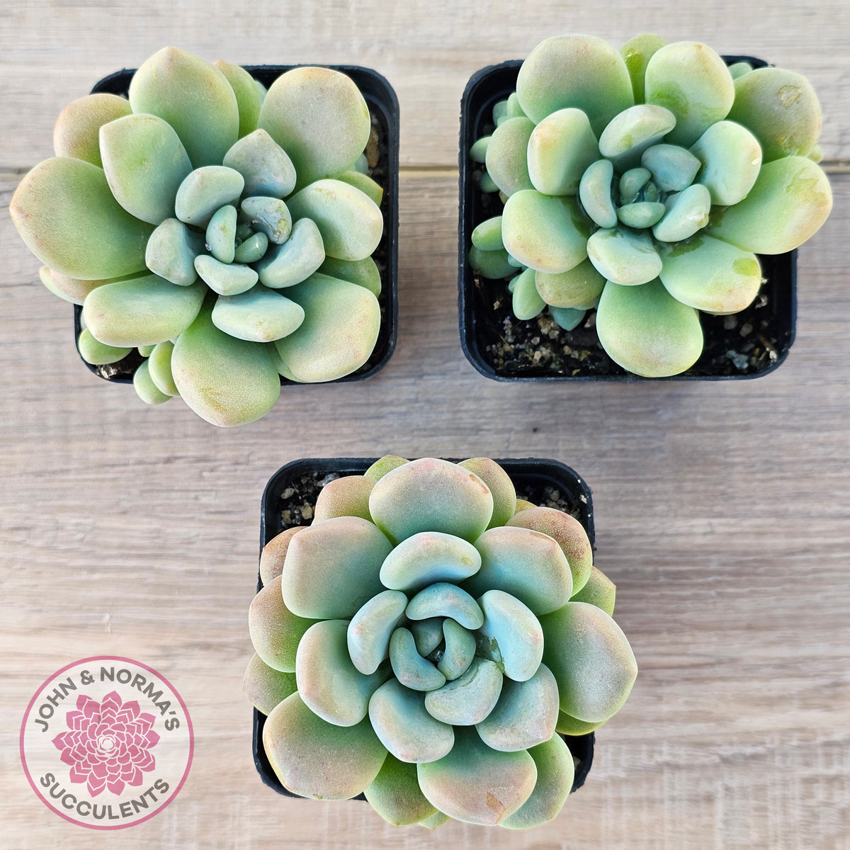 Pachyphytum 'Omega'