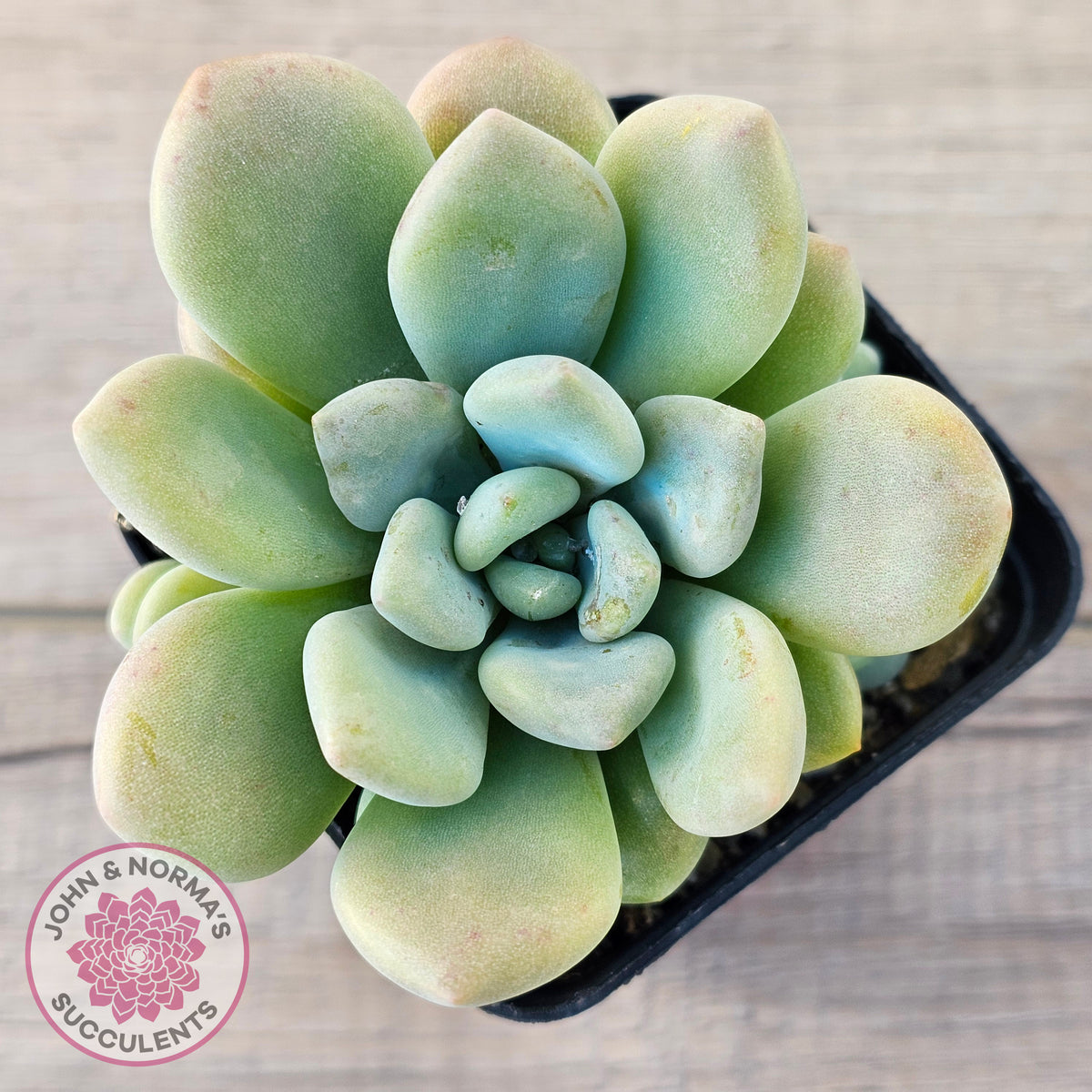 Pachyphytum 'Omega'