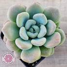Pachyphytum 'Omega'