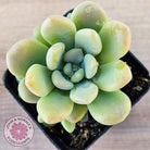Pachyphytum 'Omega'