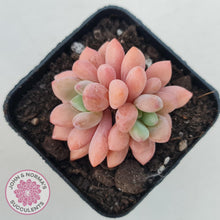 Load image into Gallery viewer, Pachyphytum &#39;Omega&#39; - John &amp; Norma&#39;s Succulents Australia
